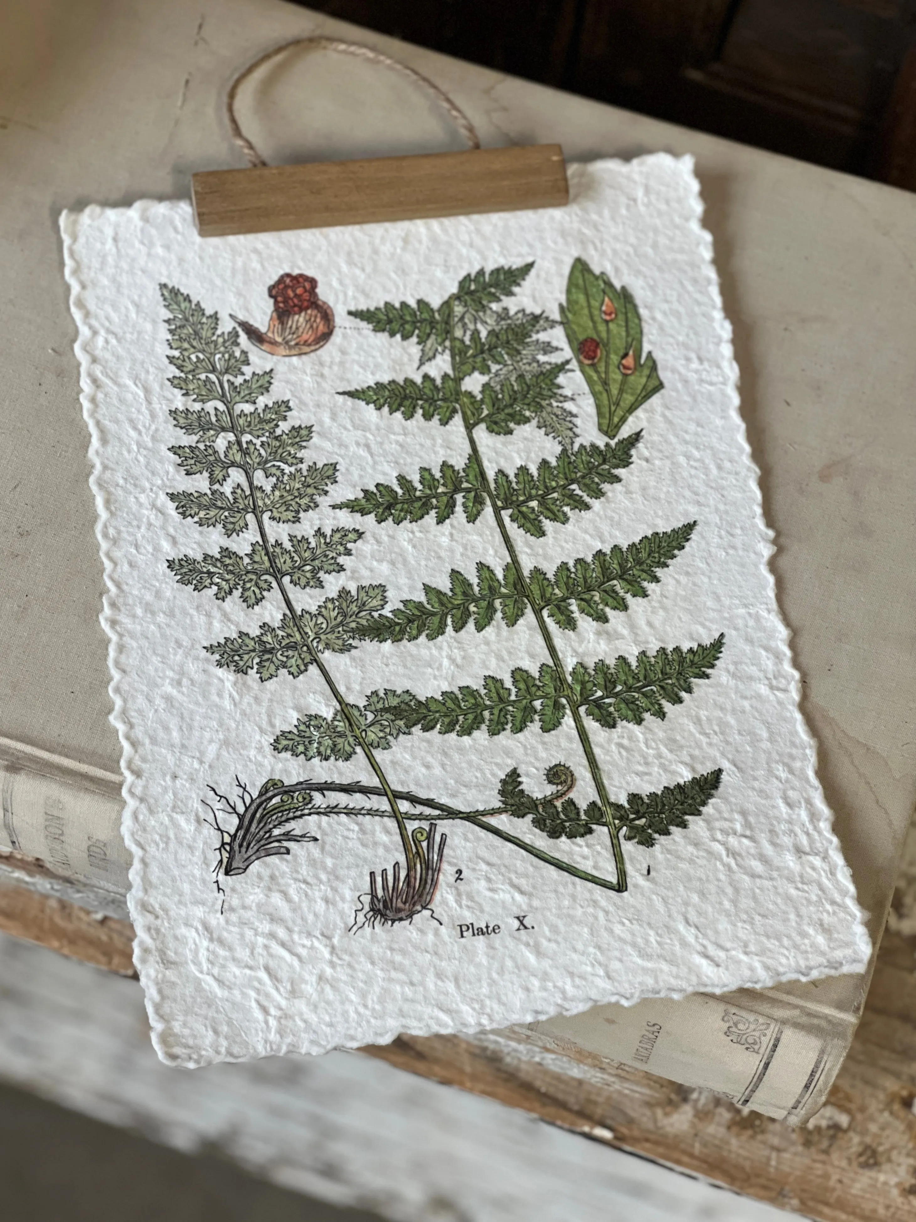 Fieldguide Fern Prints | No. 1 | NOT CURRENTLY IN STOCK-New For Spring 2025!