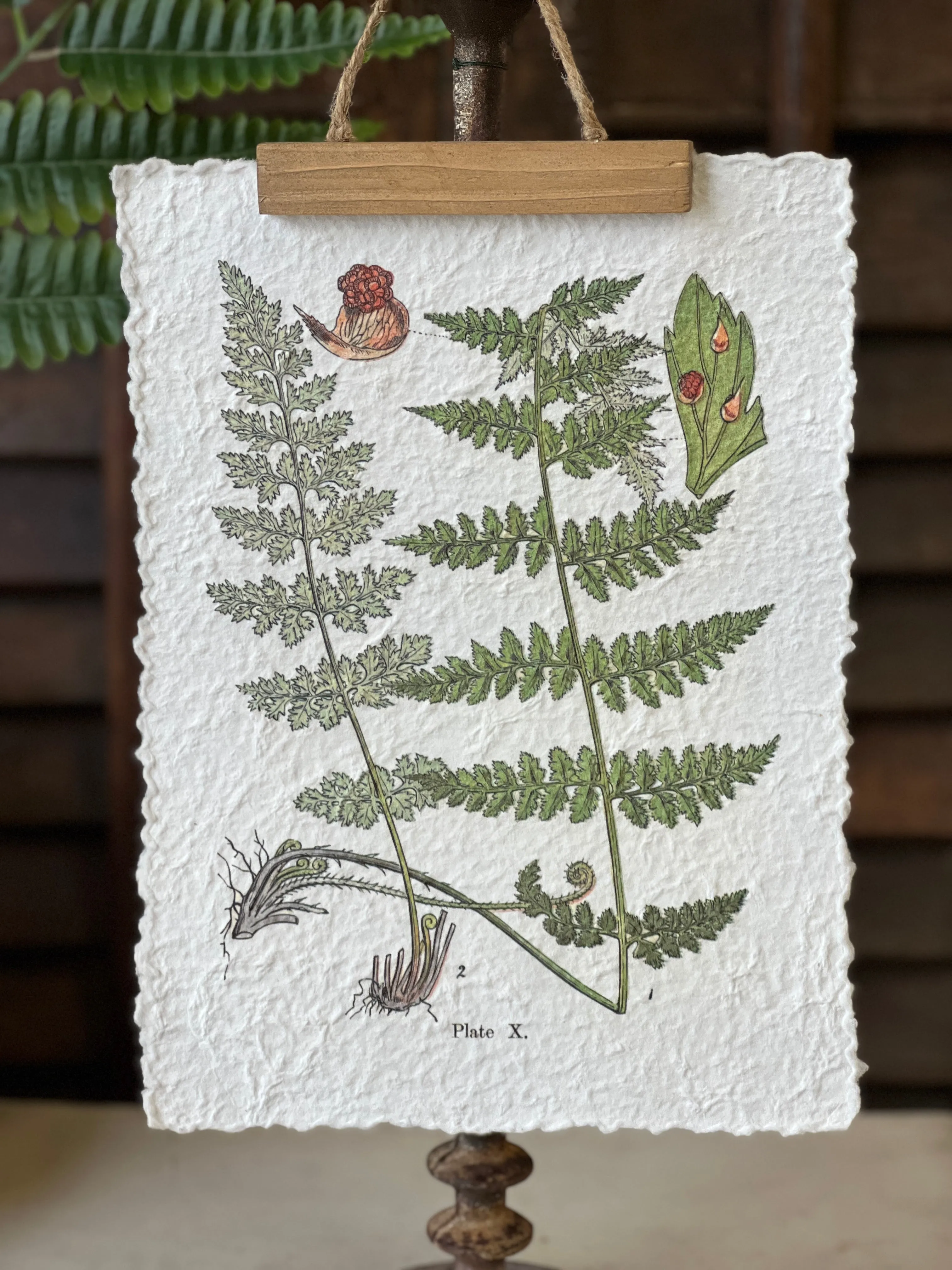 Fieldguide Fern Prints | No. 1 | NOT CURRENTLY IN STOCK-New For Spring 2025!