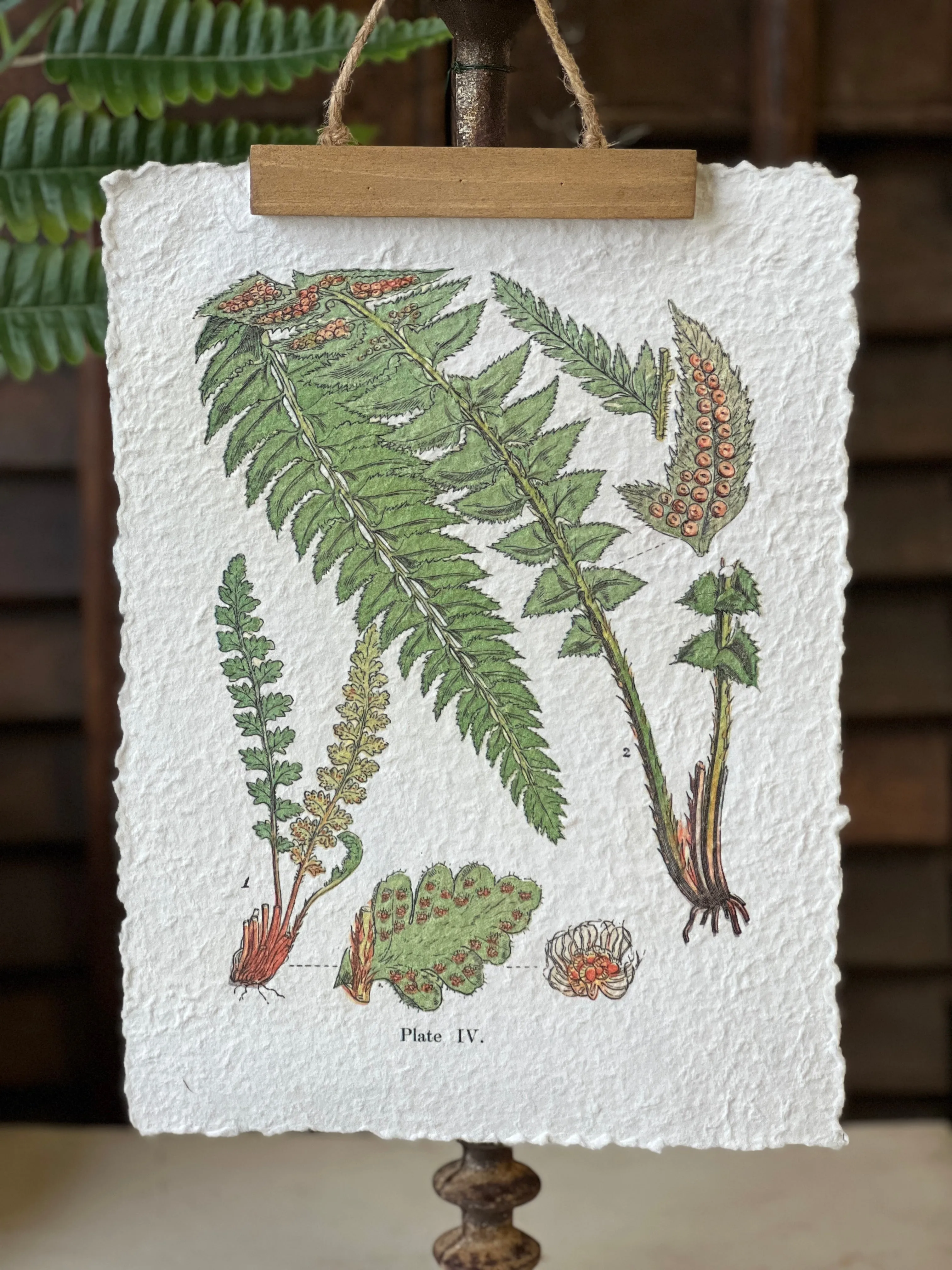 Fieldguide Fern Prints | No. 2 | NOT CURRENTLY IN STOCK-New For Spring 2025!