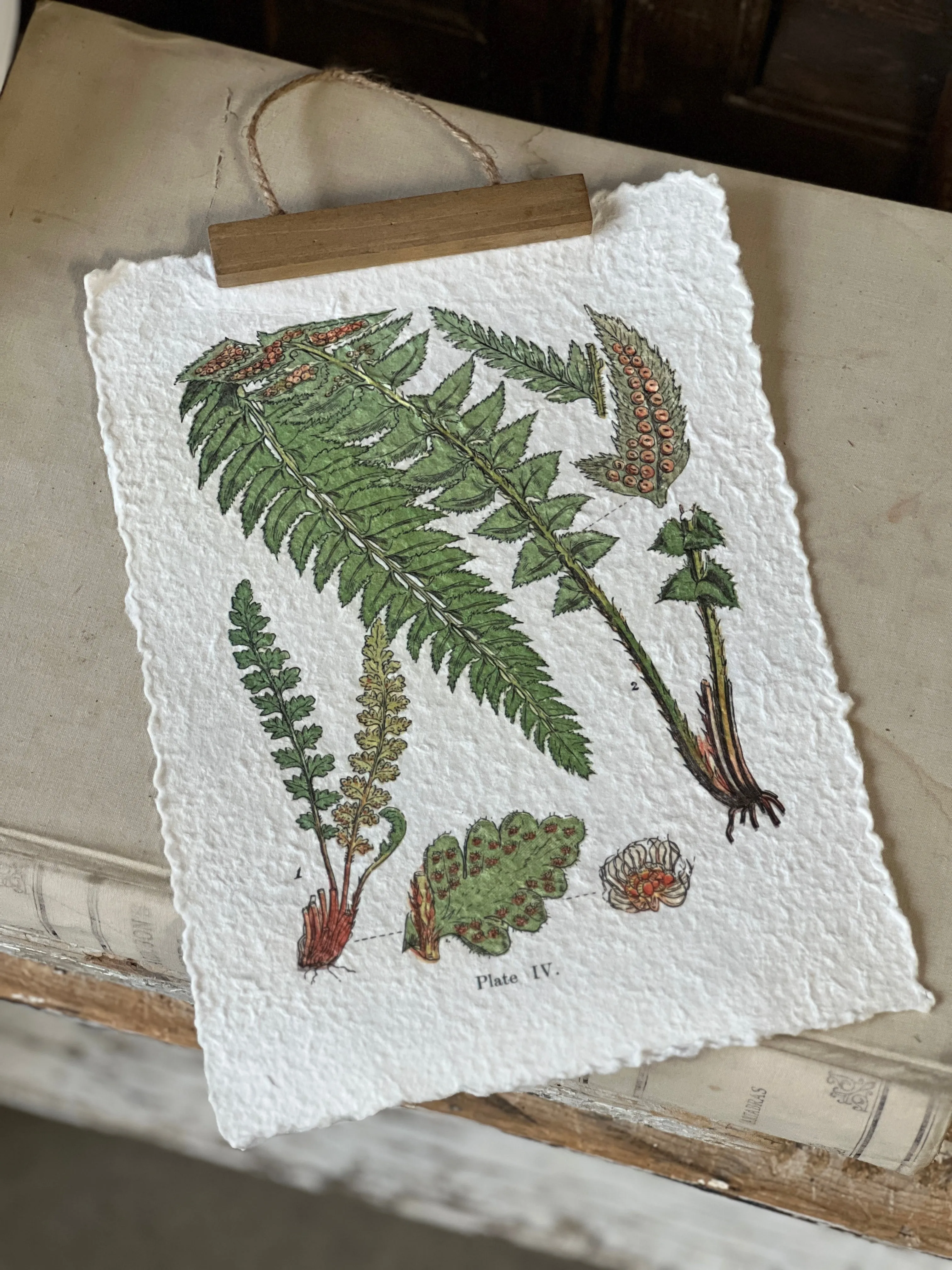 Fieldguide Fern Prints | No. 2 | NOT CURRENTLY IN STOCK-New For Spring 2025!