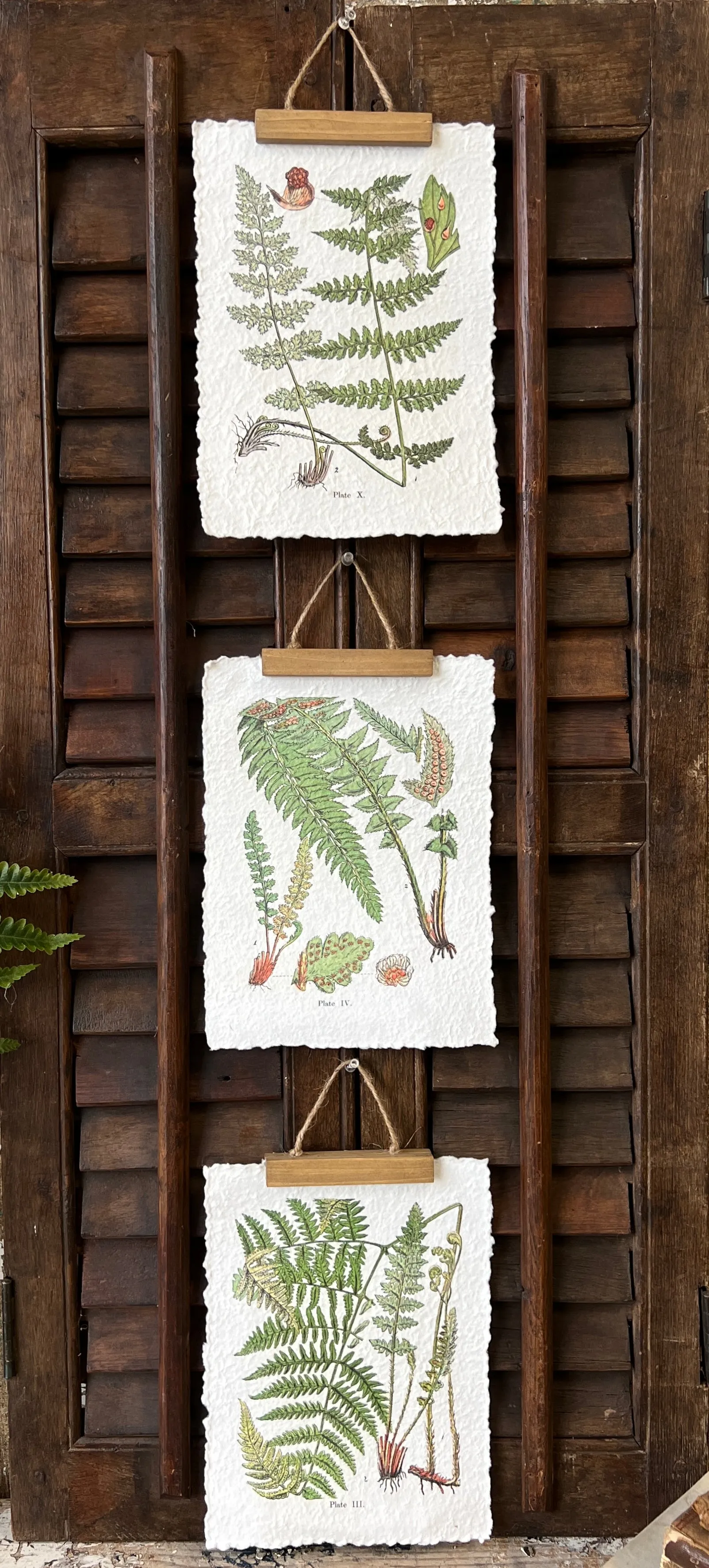 Fieldguide Fern Prints | No. 2 | NOT CURRENTLY IN STOCK-New For Spring 2025!