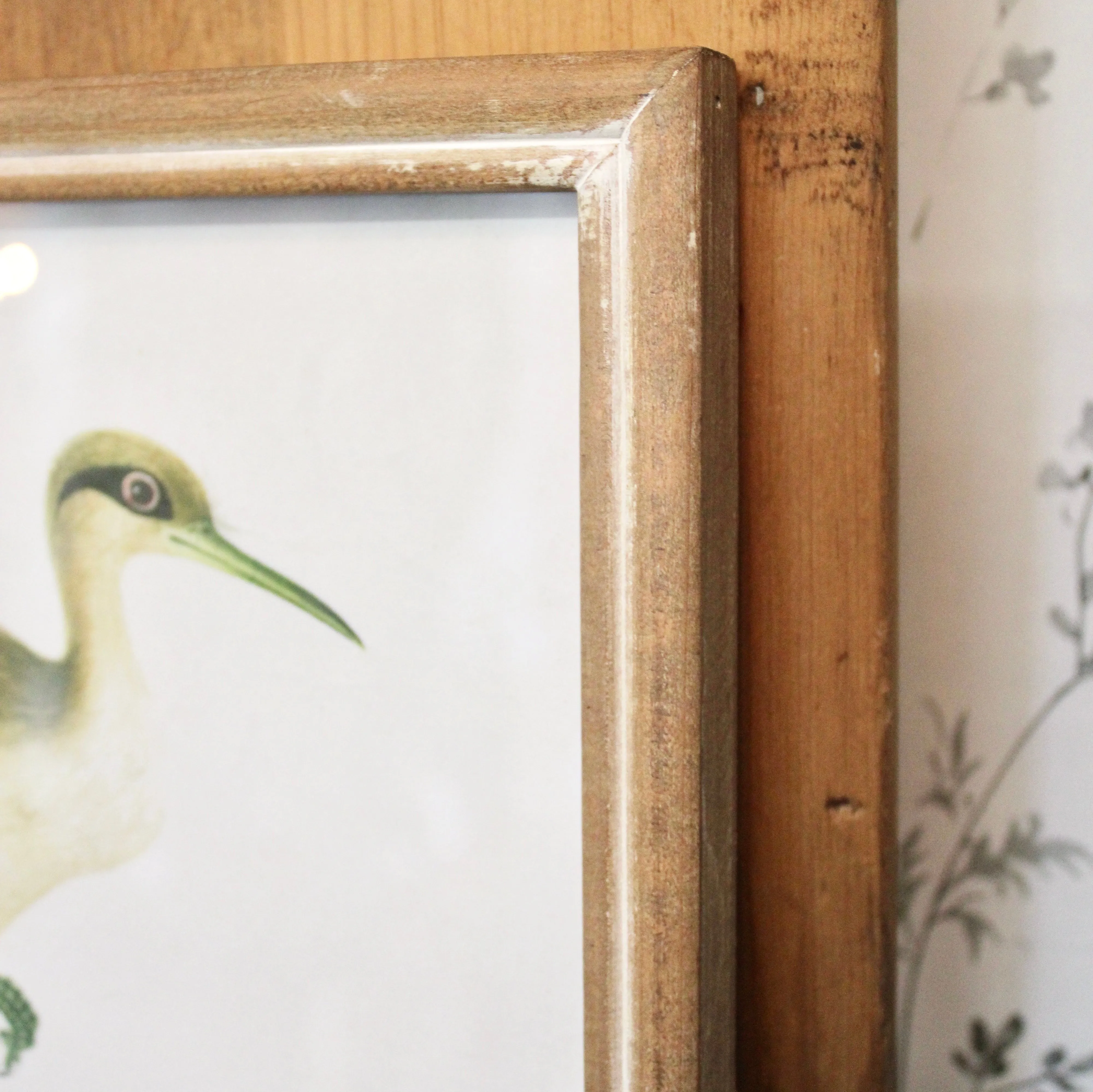 Square Framed Bird Prints